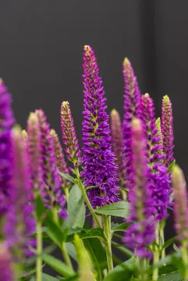 Przetacznik 'Lancita Purple' Veronica spicata