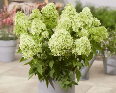 Hortensja bukietowa 'GardenLights Greenlight'® Hydrangea paniculata