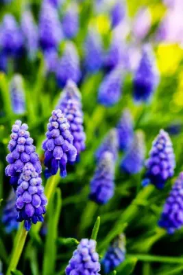 Szafirek 'Big Smile' Muscari