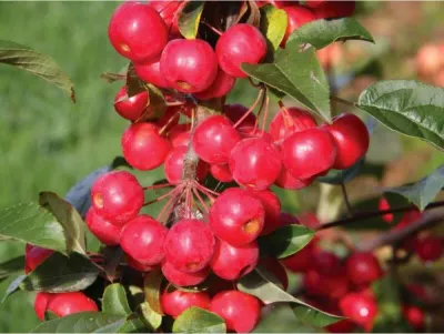 Jabłoń rajska 'Red Sentinel' Malus