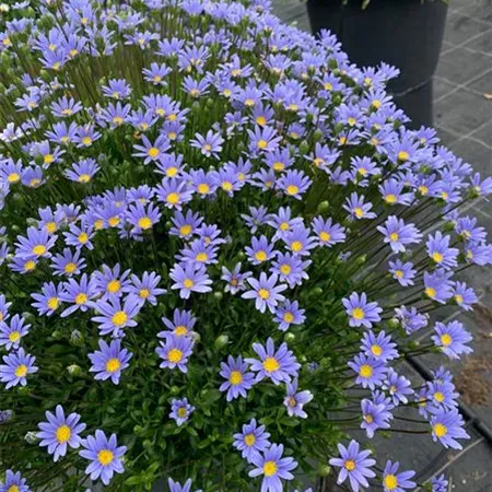 Felicia gawędkowata 'Melmac® Blue' Felicia amelloides