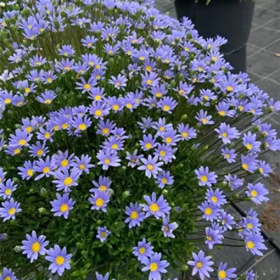 Felicia gawędkowata 'Melmac® Blue' Felicia amelloides