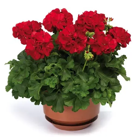 Pelargonia hybrydowa 'Summer Lovers® Dark Red' Pelargonium interspecyfic