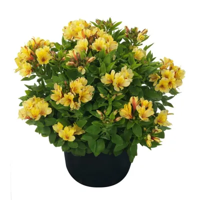 Alstroemeria ogrodowa 'Summer Valley™ Spring Valley' Alstroemeria hybrida