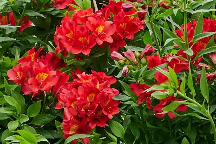 Alstroemeria ogrodowa Princess Lilies ‘Summer Paradise™ Summer Pepper’