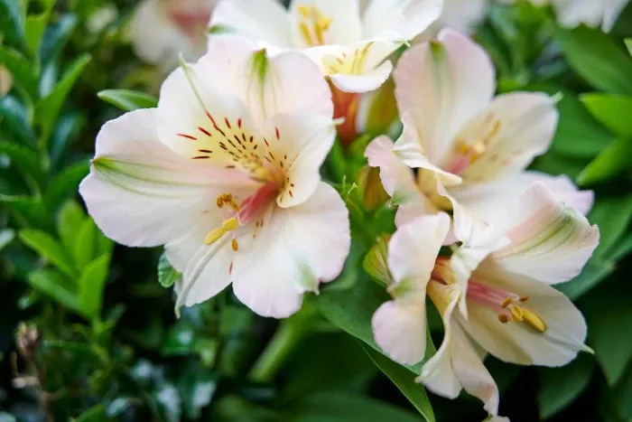 Alstroemeria ogrodowa 'Summer Valley™ Beach' Alstroemeria hybrida