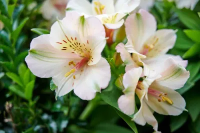 Alstroemeria ogrodowa 'Summer Valley™ Beach' Alstroemeria hybrida