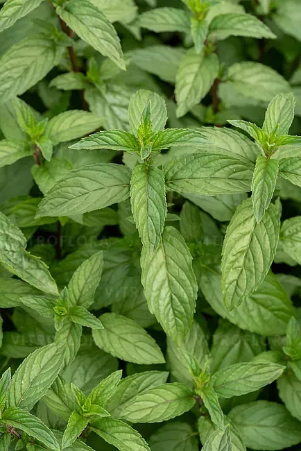 Mięta cytrynowa Mentha piperita