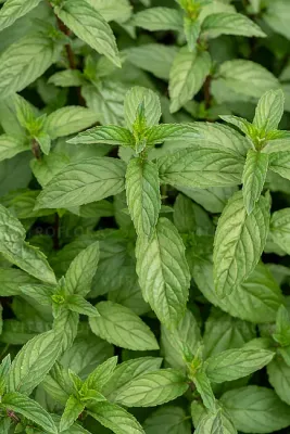 Mięta cytrynowa Mentha piperita