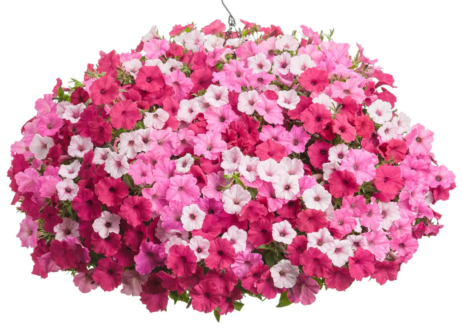 Supertunia 'TrioMio® Bella Vista®'
