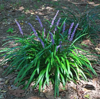 Liriopa 'Money Maker' Lirope spicata