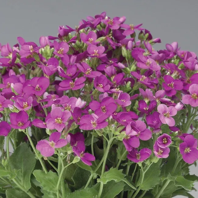 Gęsiówka 'Little Treasure Deep Rose' Arabis caucasica