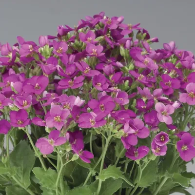 Gęsiówka 'Little Treasure Deep Rose' Arabis caucasica