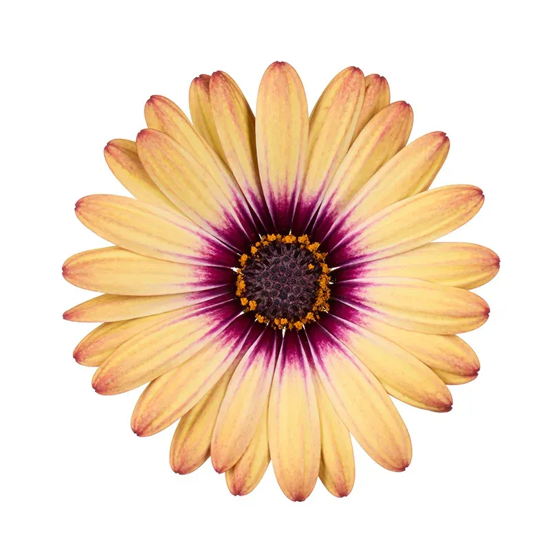 Stokrotka afrykańska Złota Osteospermum