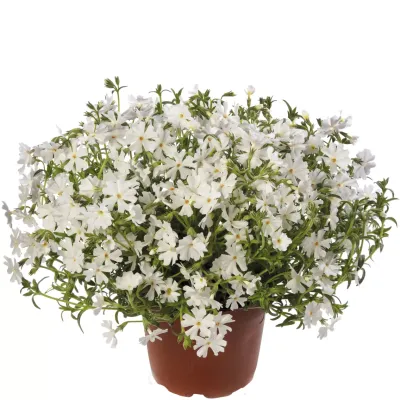 Floks płożący 'GoldiPhlox White' Phlox subulata