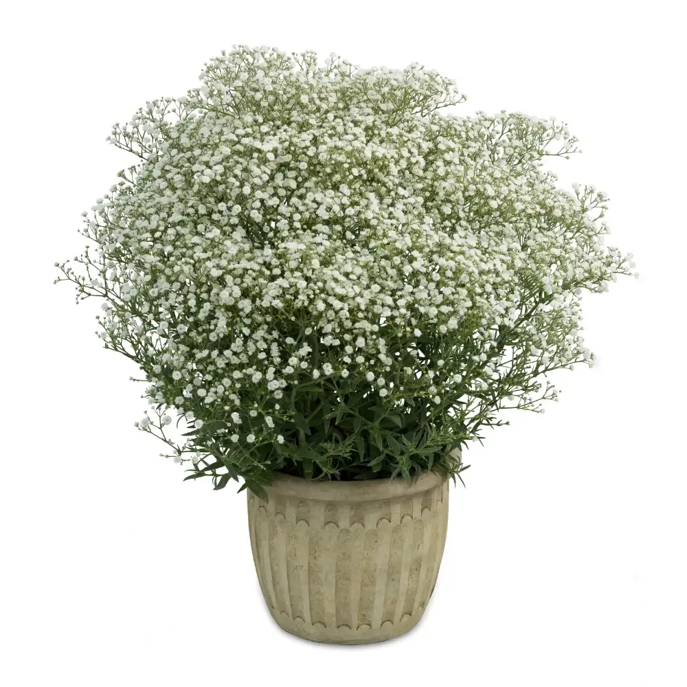Gipsówka 'Festival® White Flare' Gypsophilla