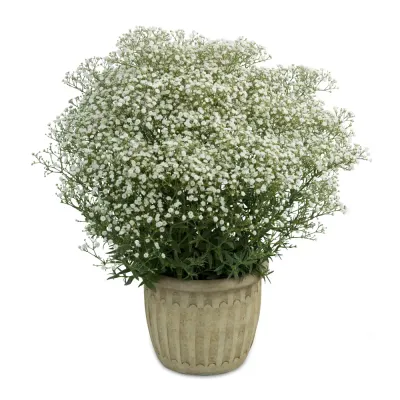 Gipsówka 'Festival® White Flare' Gypsophilla