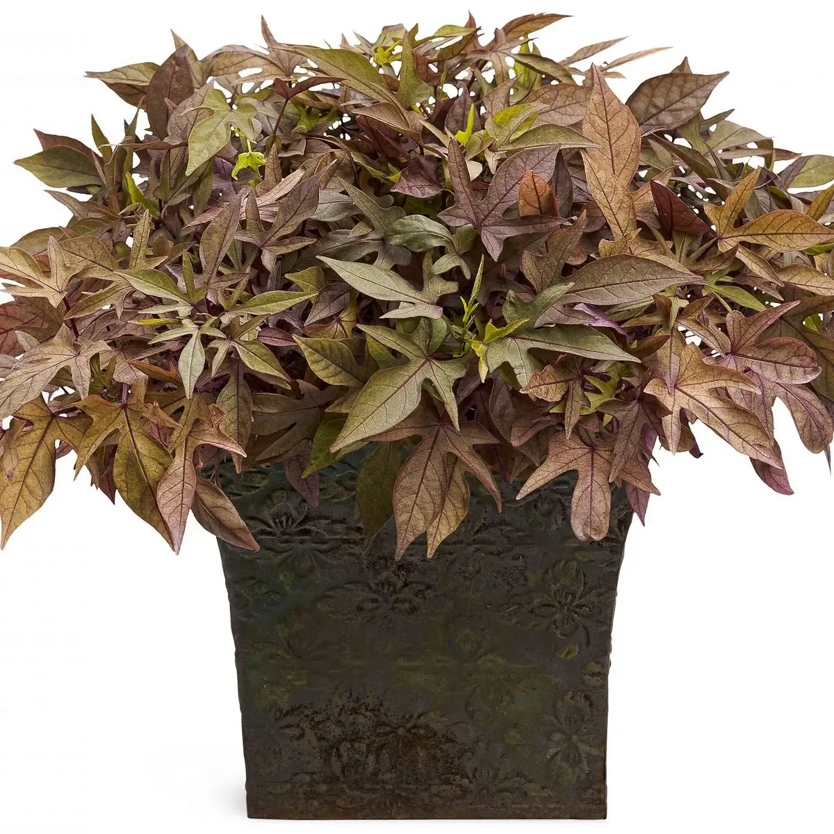 Ipomea Wilec brązowolistna powcinane listki Ipomoea