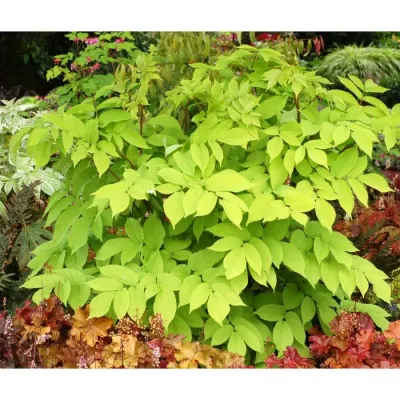 Aralia 'Sun King' Aralia cordata