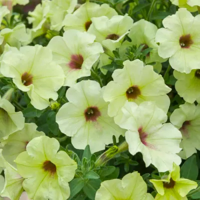 Petunia zwisająca 'ColourCloud Lime Punch' Petunia hybrida
