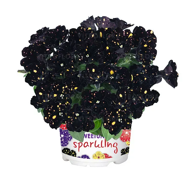 Petunia zwisająca 'Sparkling Chamapgne' Petunia hybrida