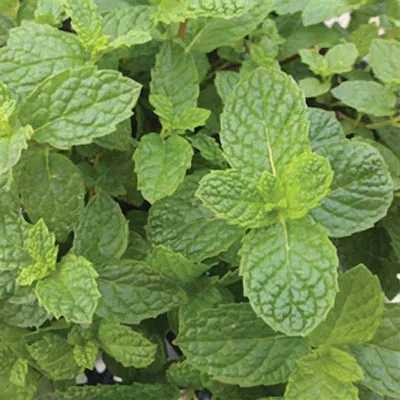 Mięta 'Mojito' Mentha