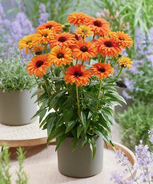 Jeżówka 'SunSeekers Mineola' Echinacea hybrida