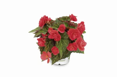 Begonia stojąca 'Bellissa Red'
