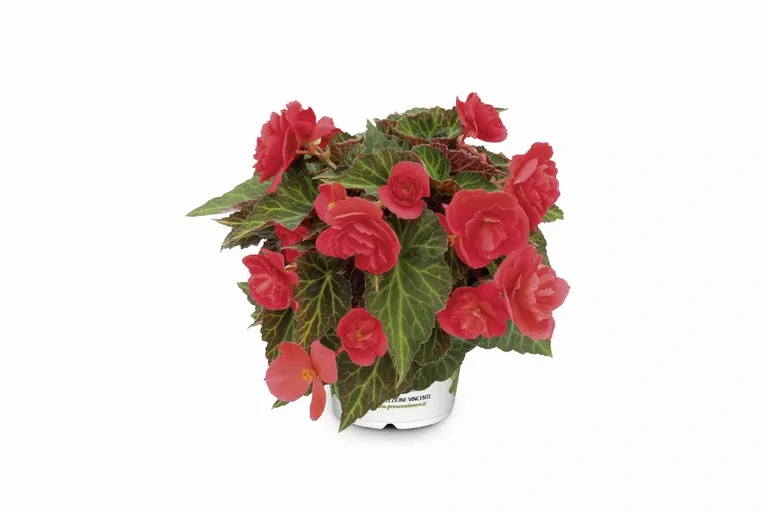 Begonia stojąca 'Bellissa Red'