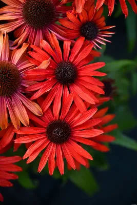 Jeżówka 'Fountain Red' Echinacea hybrida