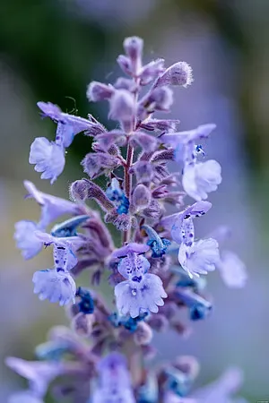 Kocimiętka 'Six Hills Giant' Nepeta faassenii
