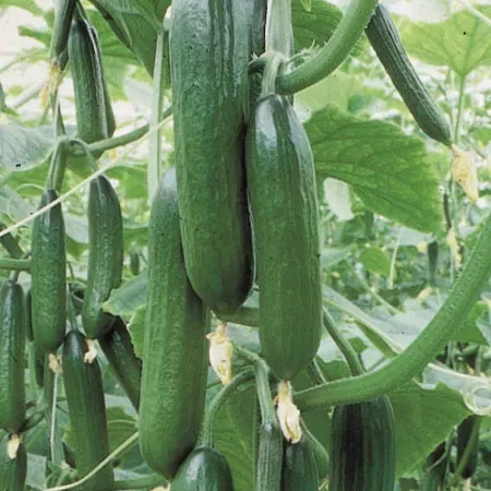 Ogórek szczepiony na dyni 'Gambit®' (Printo)