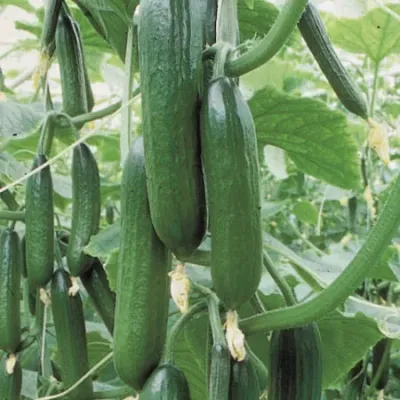 Ogórek szczepiony na dyni 'Gambit®' (Printo)