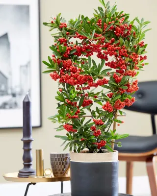Ognik szkarłatny 'Red Star' Pyracantha coccinea
