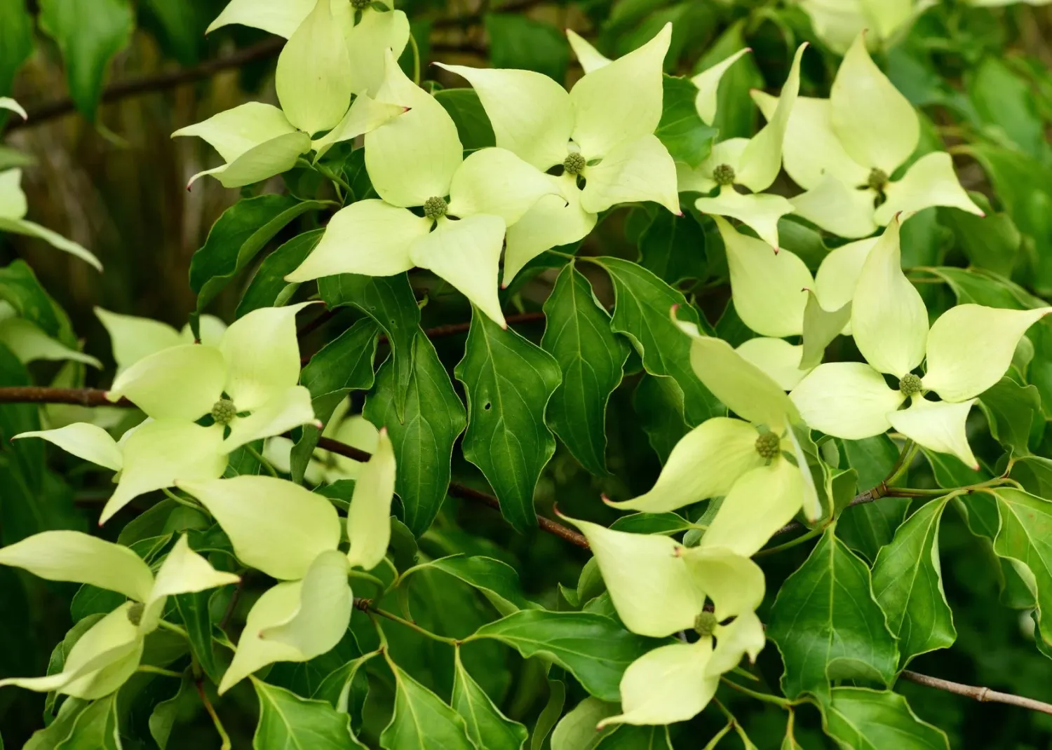 Dereń kousa 'Teresa' Cornus kousa