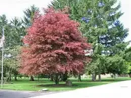 Buk pospolity 'Purpurea Tricolor' Fagus sylvatica