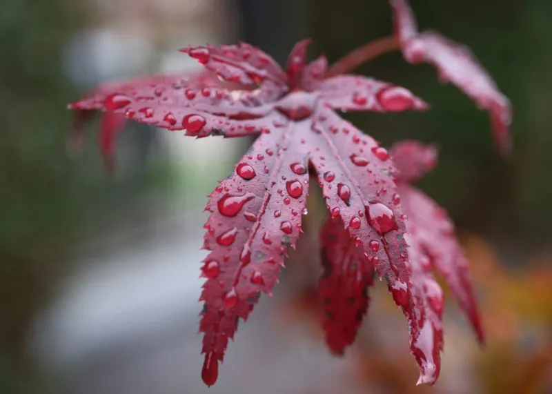 Klon palmowy na pniu 'Shaina' Acer palmatum