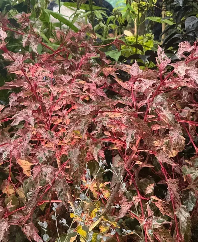 Klon wyrazisty 'Red Flamingo' Acer conspicuum
