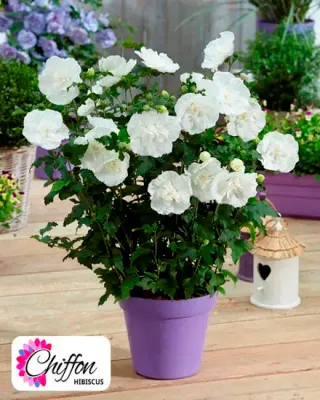 Hibiskus syryjski 'White Chiffon' Hibiscus syriacus