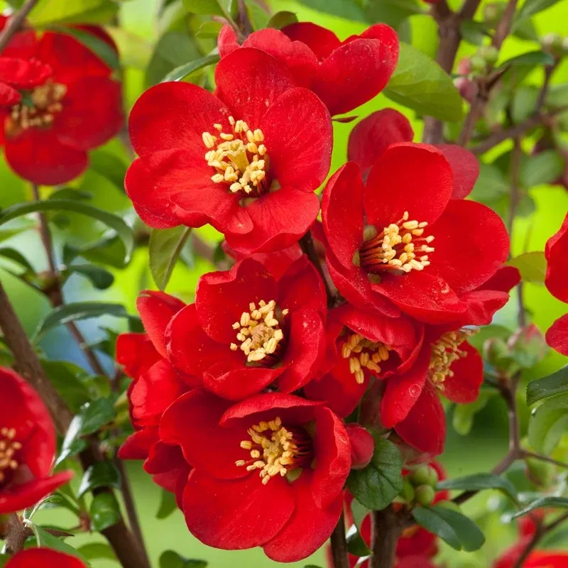 Pigwowiec 'Crimson and Gold' Chaenomeles spuperba