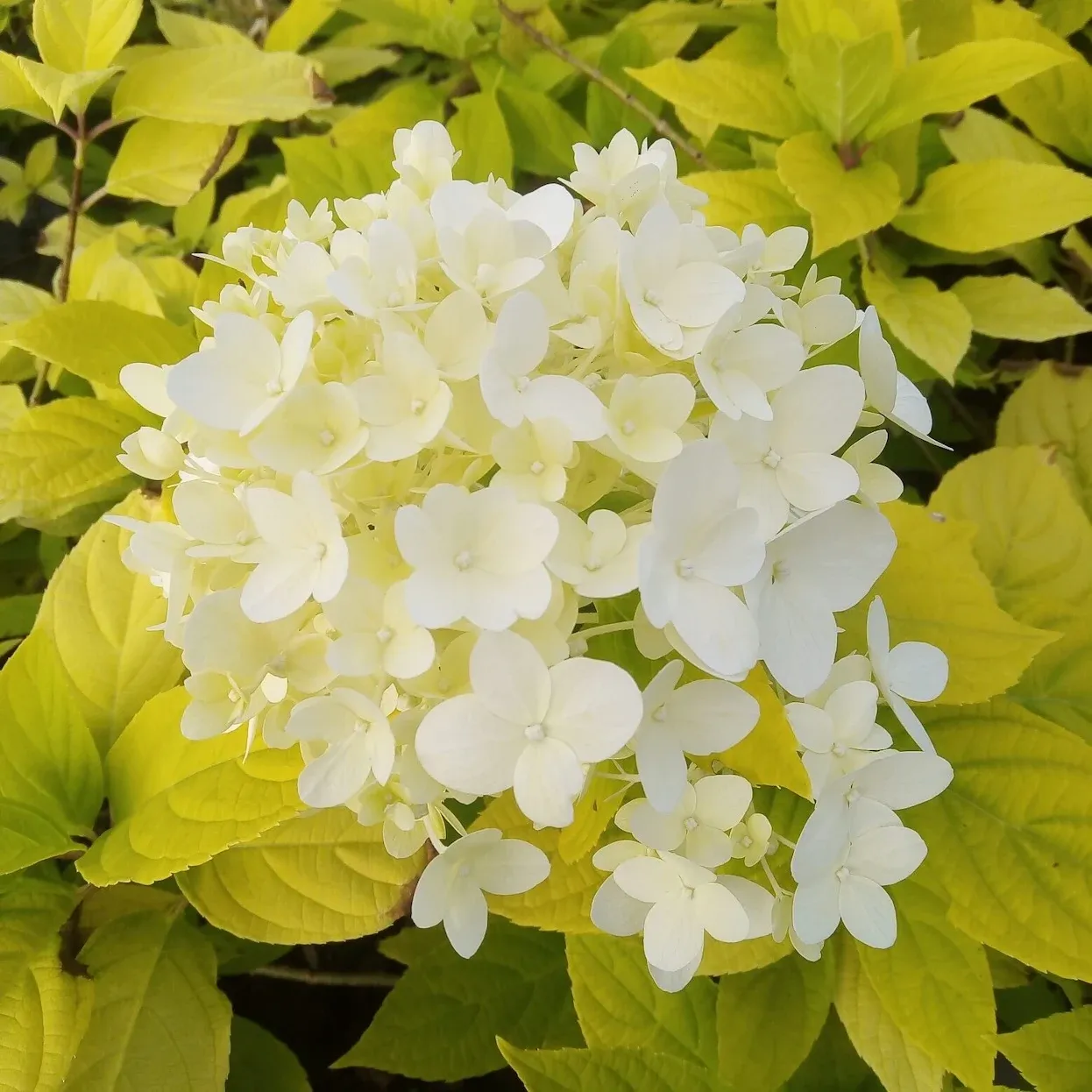 Hortensja bukietowa 'Sunlight'® Hydrangea paniculata