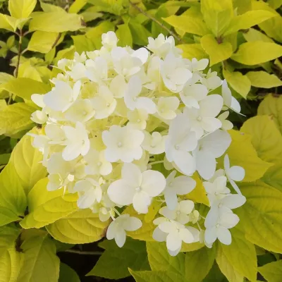 Hortensja bukietowa 'Sunlight'® Hydrangea paniculata