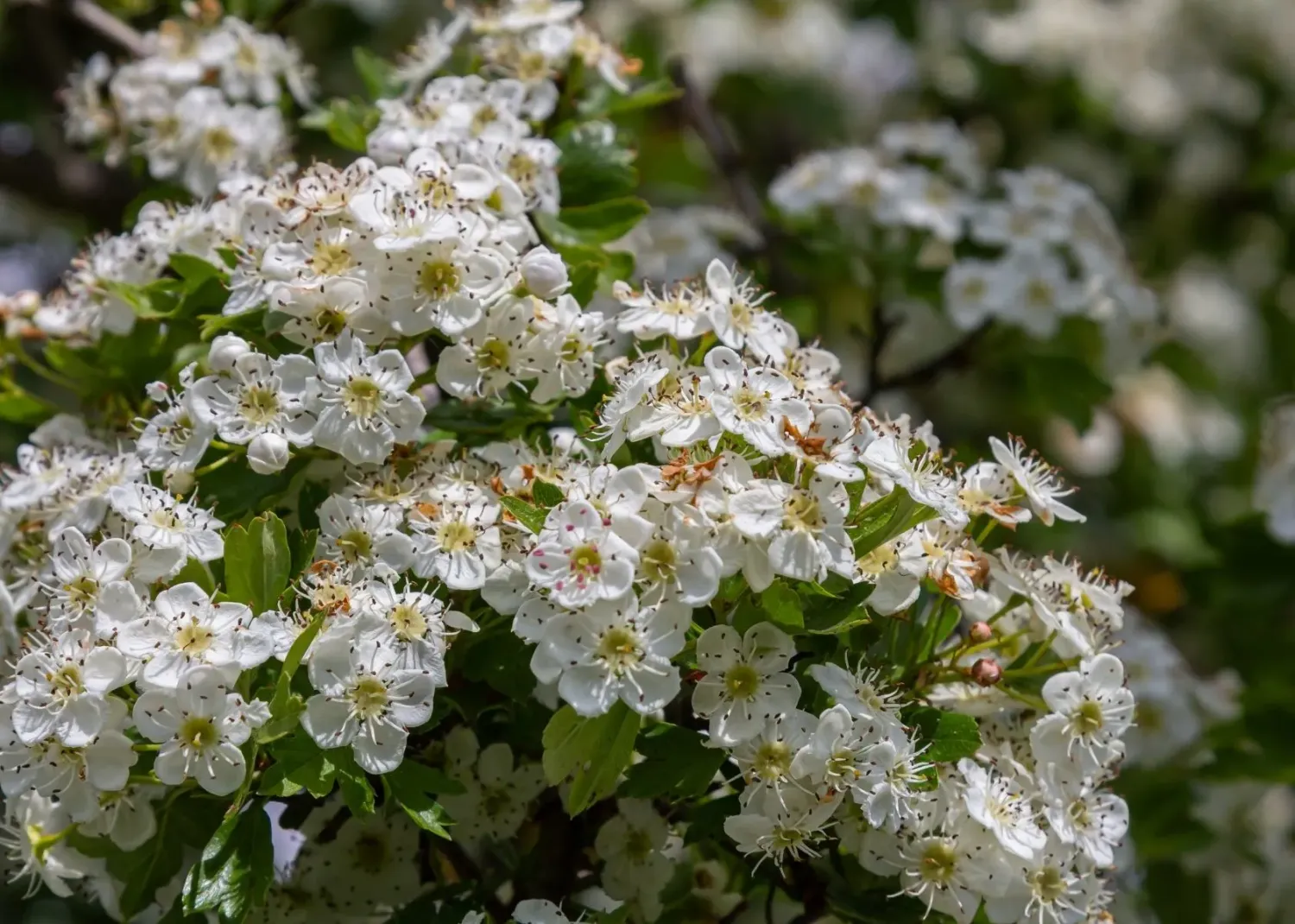 Głóg jednoszyjkowy Crataegus monogyna