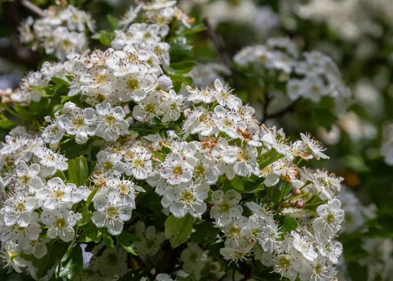 Głóg jednoszyjkowy Crataegus monogyna