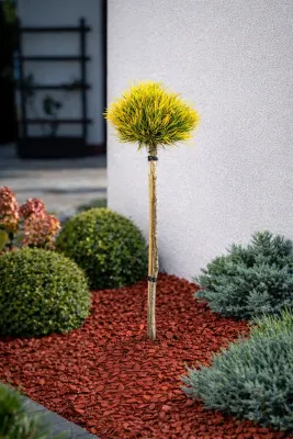 Sosna górska na pniu 'Carsten Wintergold' Pinus mugo