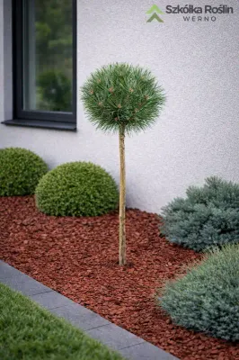 Sosna czarna na pniu 'Arigato' Pinus nigra