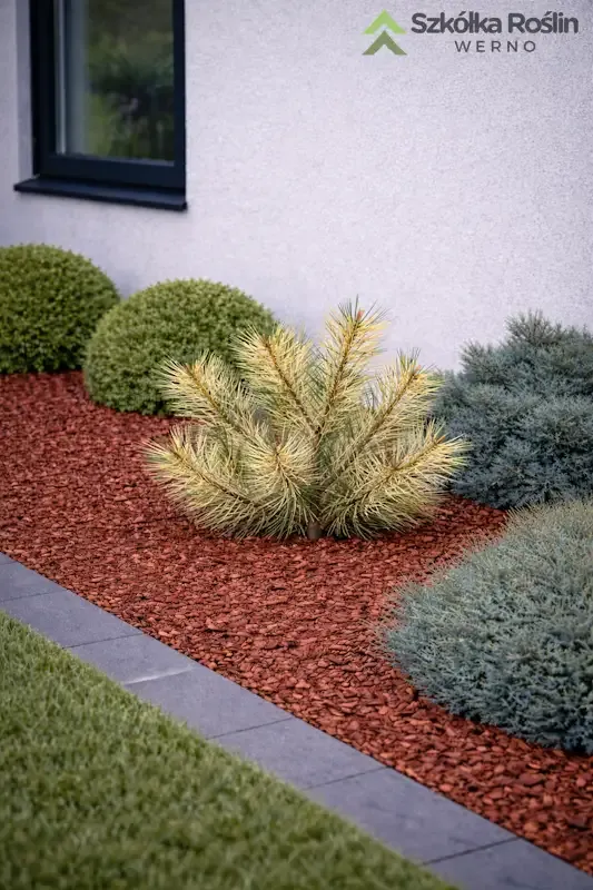 Sosna gęstokwiatowa 'Rainbow' Pinus densiflora