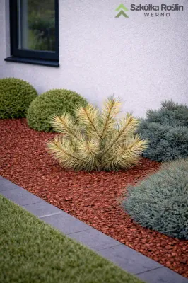 Sosna gęstokwiatowa 'Rainbow' Pinus densiflora