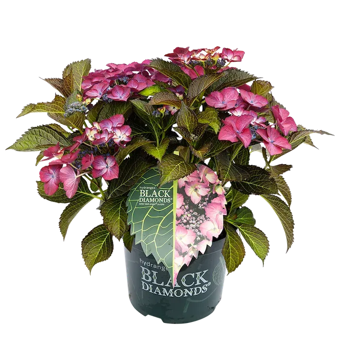 Hortensja ogrodowa Black Diamonds® 'Dark Angel Purple' Hydrangea macrophylla