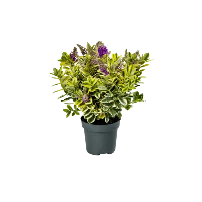 Hebe Addenda® classica Katarina Hebe